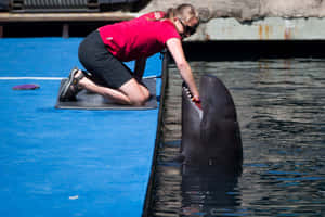 Trainer_ Feeding_ False_ Killer_ Whale.jpg Wallpaper