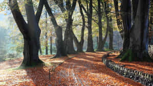 Tranquil Autumn Leaves On The Ground Wallpaper