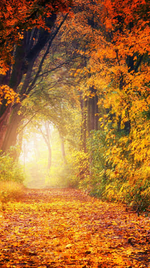 Tranquil Autumn Scenery Wallpaper