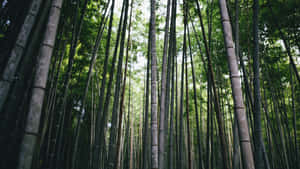 Tranquil_ Bamboo_ Forest_ Scene.jpg Wallpaper
