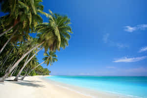 Tranquil Beach Paradise With Palm Trees Wallpaper