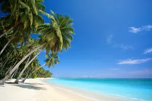 Tranquil Beach Paradise With Palm Trees Wallpaper