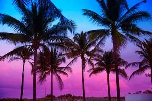 Tranquil Beach Paradise With Vibrant Palm Trees Wallpaper
