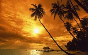Tranquil Beach With Sun-kissed Palm Trees Wallpaper