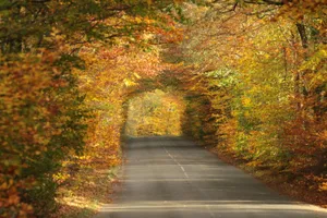 Tranquil Brown Autumn Landscape Wallpaper