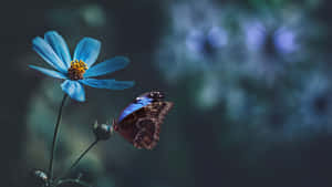 Tranquil Butterflyon Blue Flower Wallpaper