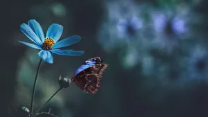 Tranquil Butterflyon Blue Flower Wallpaper