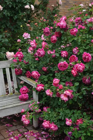 Tranquil English Rose Garden In Full Bloom Wallpaper