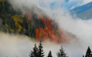 Tranquil Fall Mist In The Forest Wallpaper