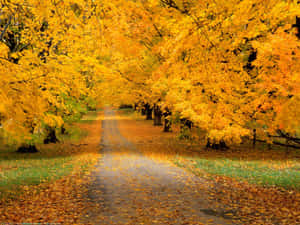 Tranquil Fall Nature Scene Wallpaper