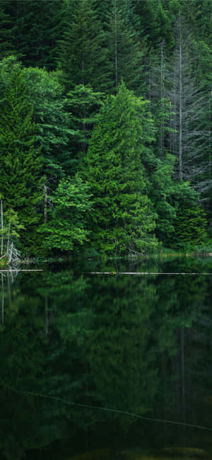 Tranquil_ Forest_ Reflections.jpg Wallpaper