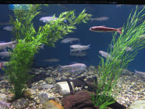 Tranquil Freshwater Aquarium Scene Wallpaper