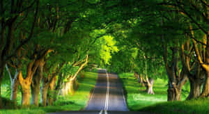 Tranquil Journey - An Enthralling View Of A Serene Road Wallpaper