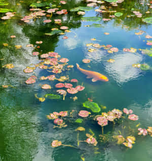 Tranquil Koi Fish Among Lily Pads.jpg Wallpaper