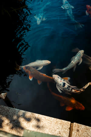 Tranquil_ Koi_ Pond_ Serenity.jpg Wallpaper