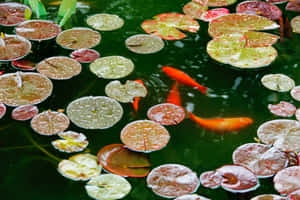 Tranquil_ Koi_ Pond_with_ Lily_ Pads.jpg Wallpaper