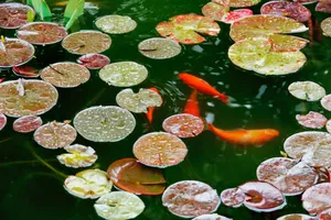 Tranquil_ Koi_ Pond_with_ Lily_ Pads.jpg Wallpaper