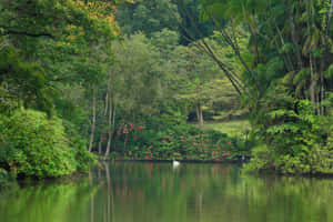 Tranquil_ Lake_ Singapore_ Botanic_ Gardens Wallpaper