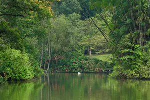 Tranquil_ Lake_ Singapore_ Botanic_ Gardens Wallpaper