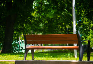 Tranquil Park Bench Greenery Wallpaper