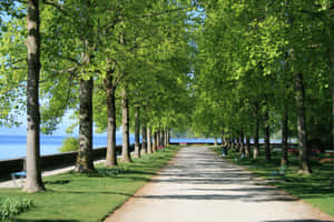 Tranquil Park Pathwayby Waterfront Wallpaper