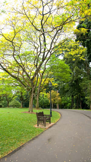 Tranquil_ Path_ Singapore_ Botanic_ Gardens Wallpaper