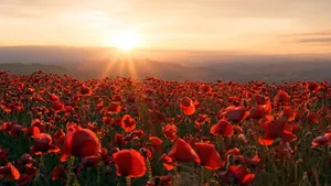 Tranquil Poppy Field At Sunset Wallpaper