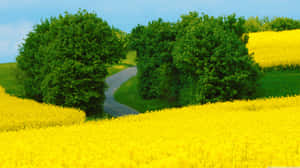 Tranquil Scene In Pristine Rapeseed Field Wallpaper