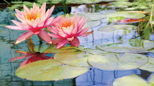 Tranquil Scene Of Splendid Water Lilies Blooming Amidst Lush Foliage. Wallpaper