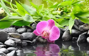 Tranquil Spa Orchidand Stones Wallpaper
