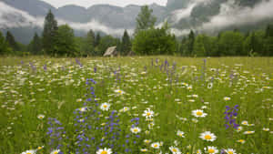 Tranquil Spring Meadow At Sunshine Wallpaper