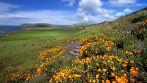 Tranquil Spring Meadow Wallpaper