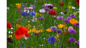 Tranquil Spring Meadow Scene At Sunrise Wallpaper