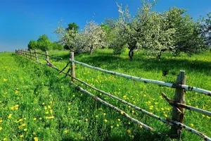 Tranquil Spring Meadow Wallpaper