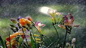 Tranquil Spring Rain In A Lush Forest Wallpaper