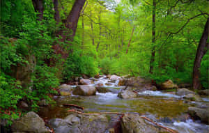 Tranquil Spring River Wallpaper