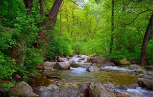 Tranquil Spring River Wallpaper
