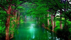 Tranquil Spring River Flowing Through The Forest Wallpaper
