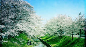 Tranquil Spring River Wallpaper