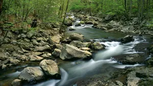Tranquil Spring River Scene Wallpaper