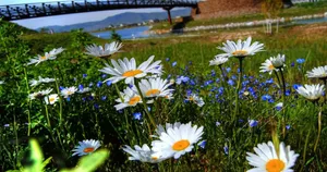 Tranquil Spring River Scene Wallpaper