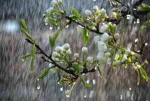 Tranquil Spring Shower In Nature Wallpaper