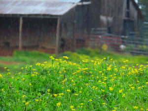 Tranquil Spring Showers Scene Wallpaper