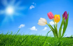 Tranquil Spring Sunrise Wallpaper