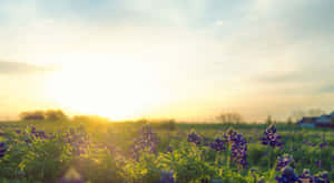 Tranquil Spring Sunrise Wallpaper