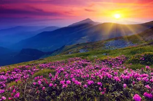 Tranquil Spring Sunset Over A Blossoming Field Wallpaper