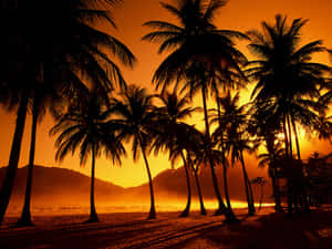 Tranquil Tropical Beach With Palm Trees Wallpaper