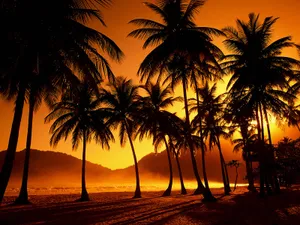 Tranquil Tropical Beach With Palm Trees Wallpaper