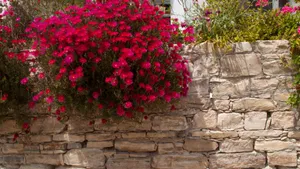 Tranquil Urban Garden Oasis Wallpaper