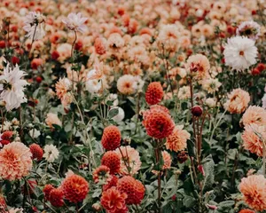 Tranquil Vintage Aesthetic Plant Scene With Warm Sunlight Wallpaper